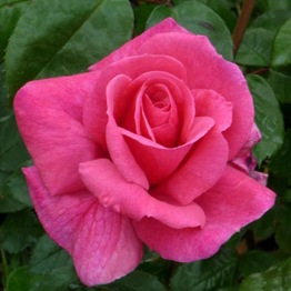 ROSE HAPPY 50TH BIRTHDAY